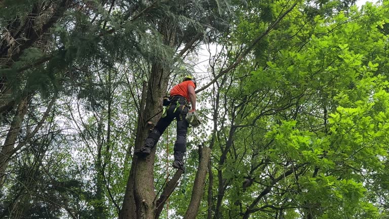 Best Tree Health Inspection  in Pioneer, OH